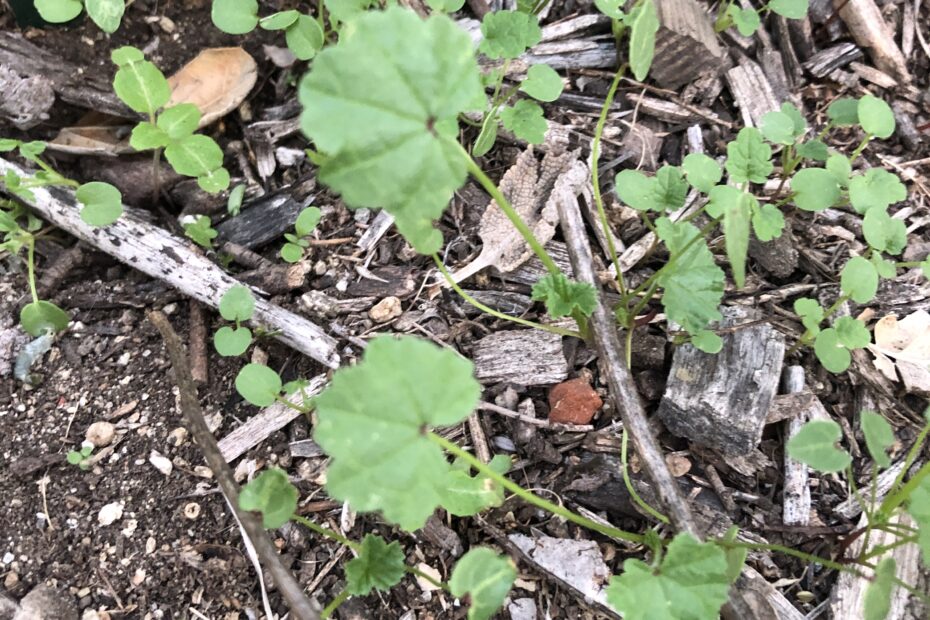 mallow in the yard is an edible weed