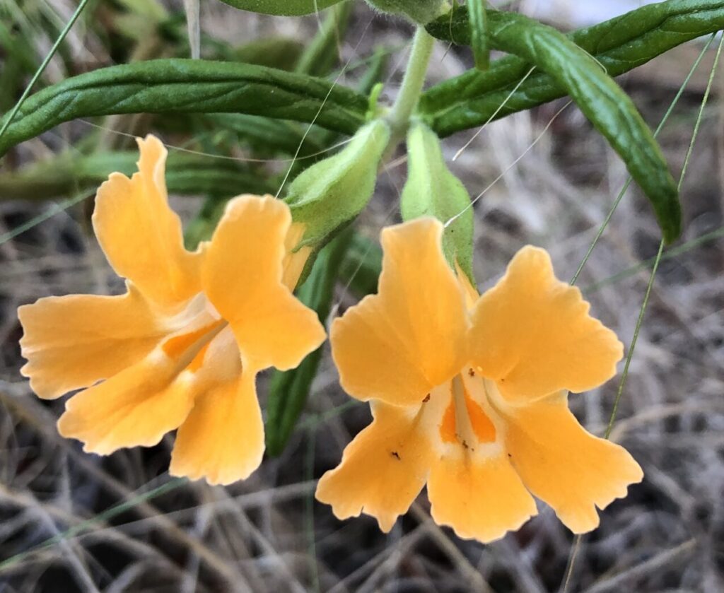 Photo of orange flower representing California Native Pollinator Garden Design for Pasadena & Northeast LA