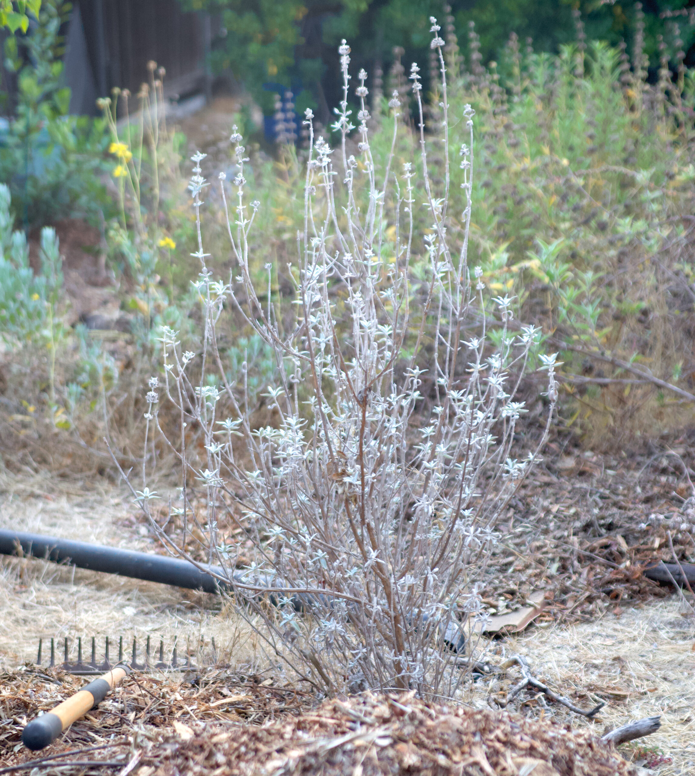 Rake lies on the mulch next to a new, small native plant with light blue leaves and many more green natives in the background of this Pasadena area lawn free yard.