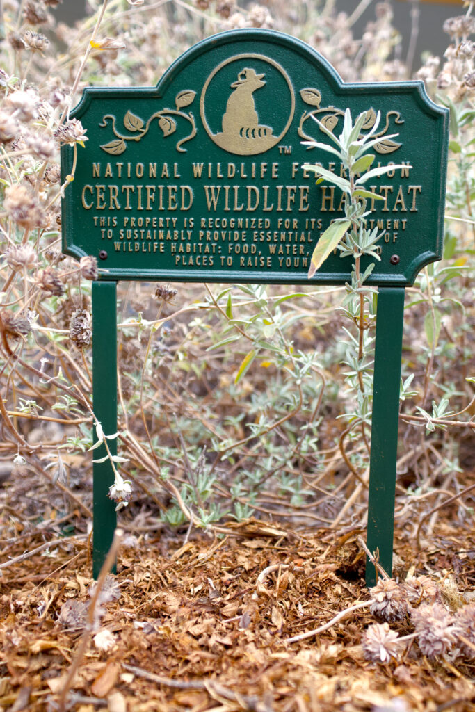 Sage, with soft blue green leaves and seed pods surround the National Wildlife Federation Certified Wildlife Habitat sign of a recognized property in the Pasadena area.