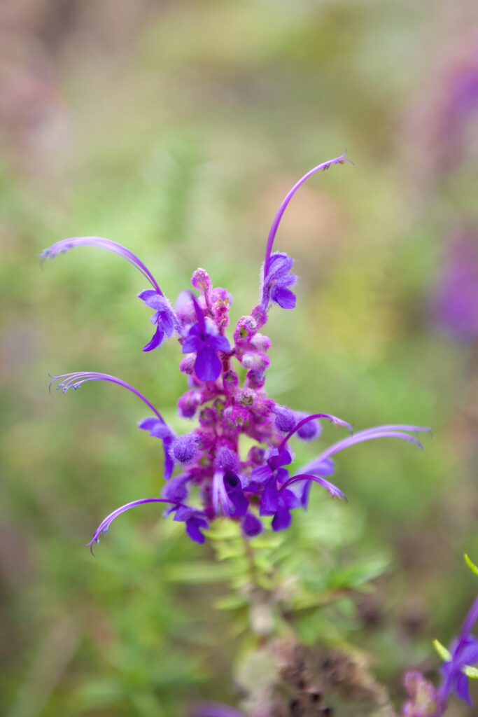 Stunning purple bloom in this Sierra Madre area native garden.