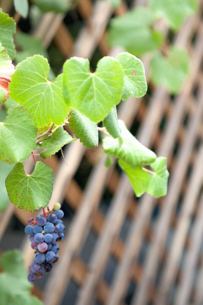 Shows California grape on a trellis with purple grapes hanging in this native Altadena area garden.