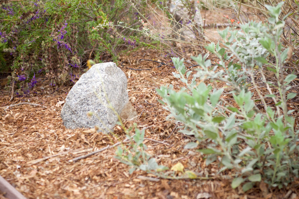 Shows a bird's eye view of a habitat corner or butterfly garden yard near Altadena. Blue foliage in the foreground and purple flower bush in the background with a well placed boulder between, on a bed of warm, reddish mulch.