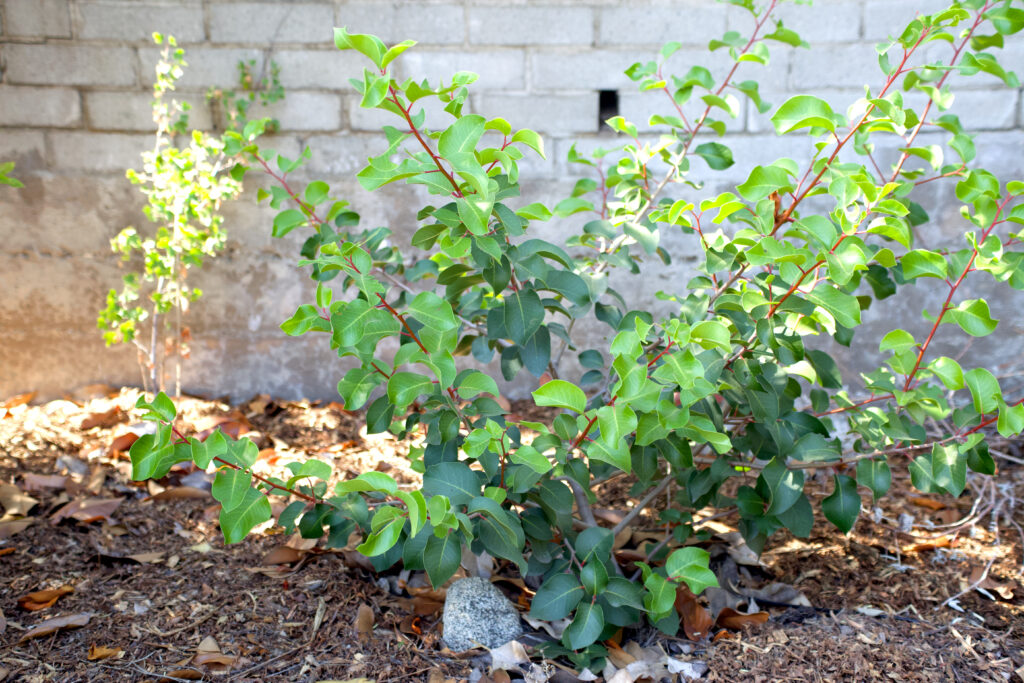 The beautiful leaves on deep red branches of a california native bush. This photos shows the beauty of rewildingl the dappled light and greenery against a cement block wall, leaves and mulch on the ground in this Hastings Ranch area native plant landscape