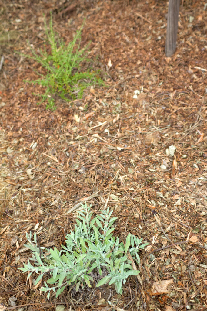 new plantings in fresh mulch for a new native yard project near Sierra Madre