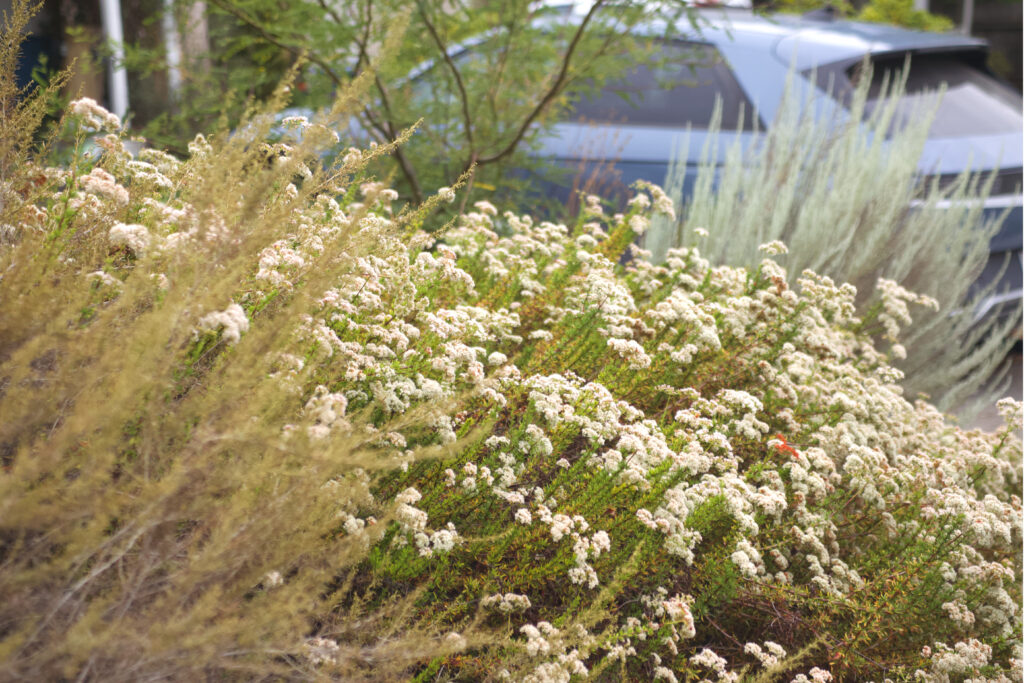 Wild, romantic native bushes of avocado green, bright green with white flowered tops, and almost light blue green fill the bottom of the photo. Beyond the wild garden shrubs, an iron wood tree and an electric car, representing front yard native wildlife gardens in Pasadena foothill area.