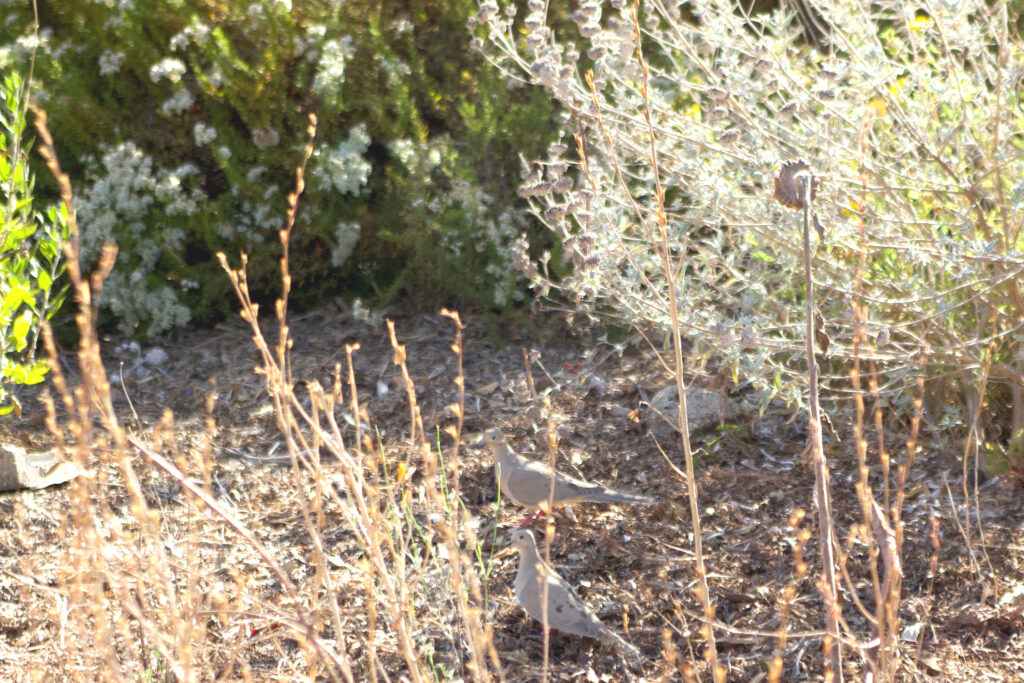 mourning doves stroll between the native plants in a Pasadena yard