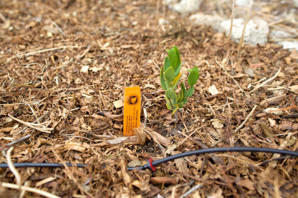 This scene shows a new planting with a Theodore Payne Nursery Foundation plant description tag in the ground next to it. Healthy mulch surrounds it and a new drip system drip head rests in front of it.
