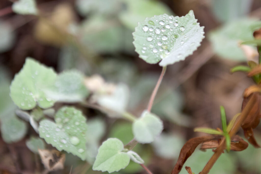 Shows raindrops on the gentle fuzzy mallow leaf in this Pasadena low water native garden.