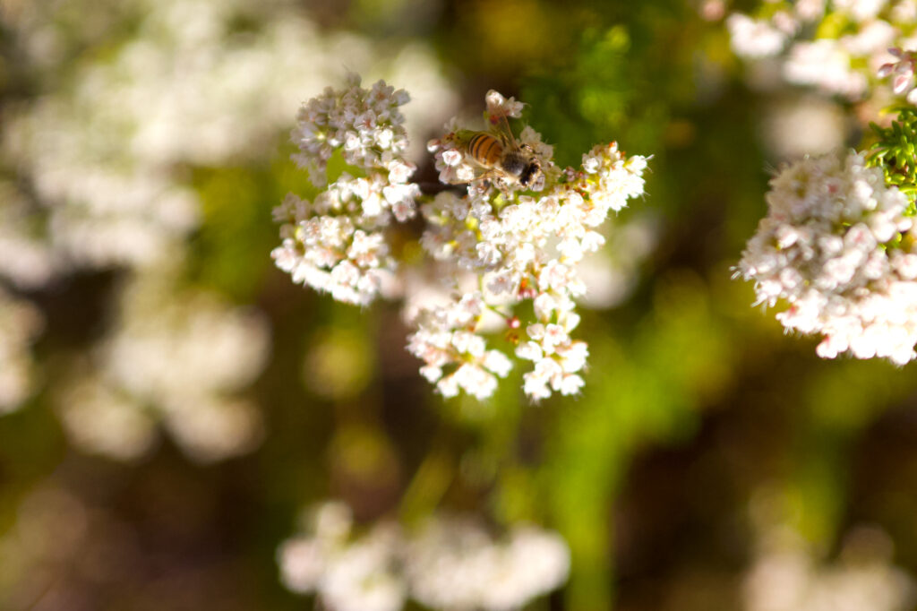 Shows a bee on small white flower clusters in this Monrovia area native garden