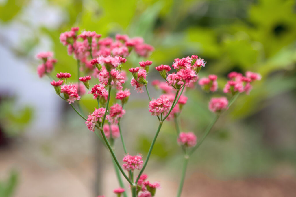 Bright, dark pink blooms from a native shrub in a Pasadena area garden
