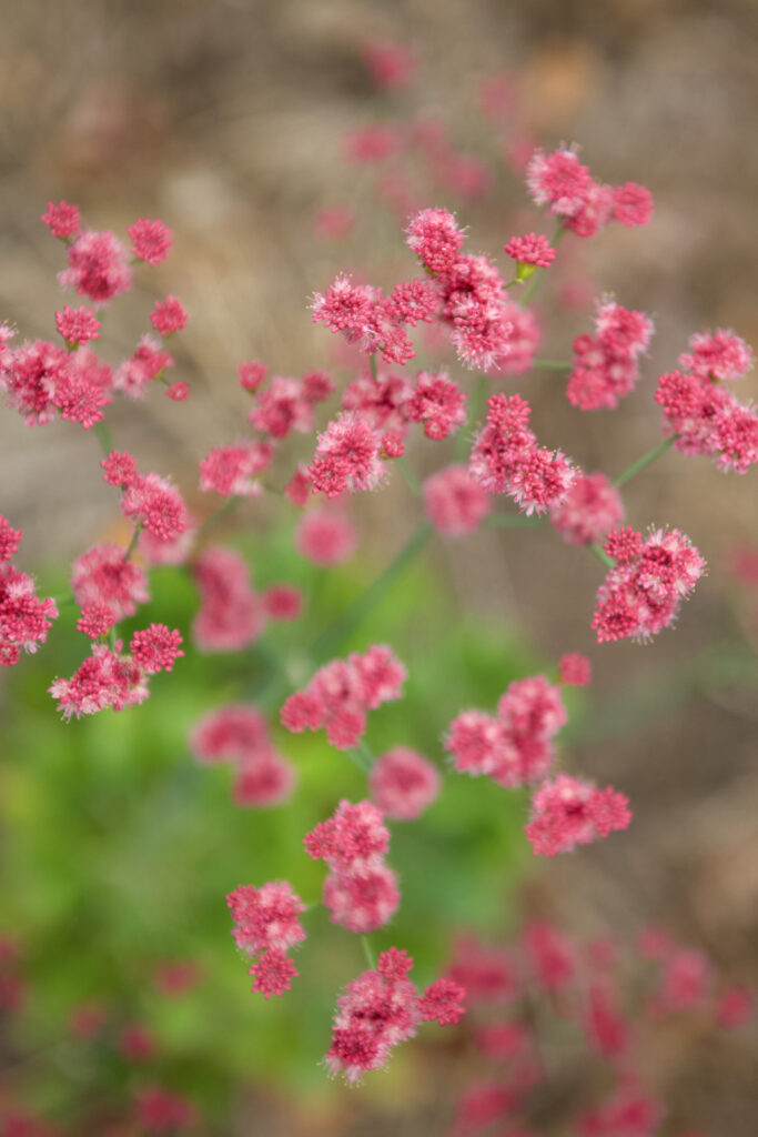 Beautiful deep pink flower buds in this Arcadia area native yard.