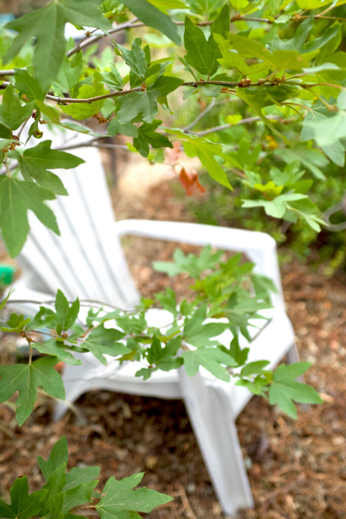 These photos show scenes of Sierra Madre area native gardens. This is a white outside chair secluded by a California native sycamore tree.