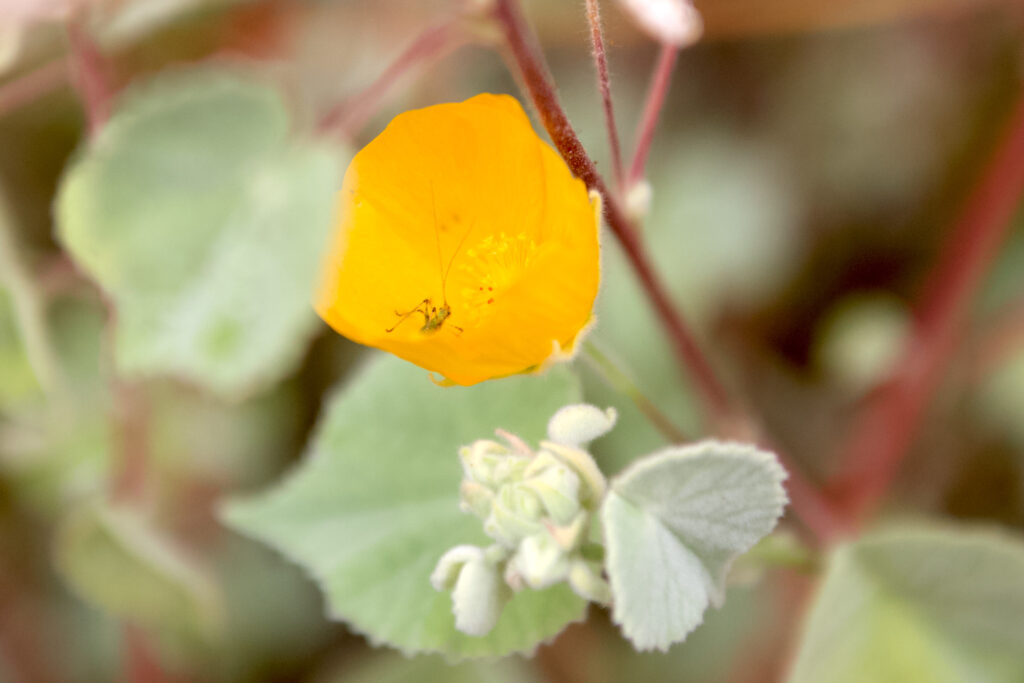 Shows small pollinator insect inside orange native plant flower.