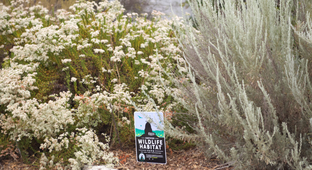 This Pasadena area native plant front yard landscape design is also a wildlife habitat. Shows lush plants with a Wildlife Habitat sign.