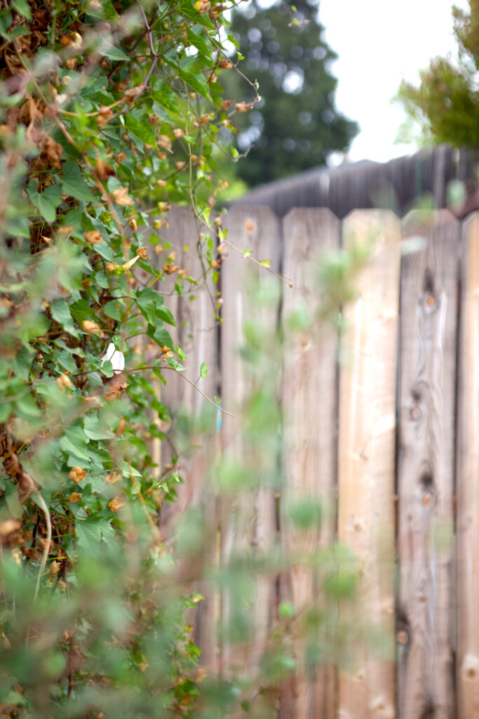 A wild, green California native vine in an Monrovia area yard.