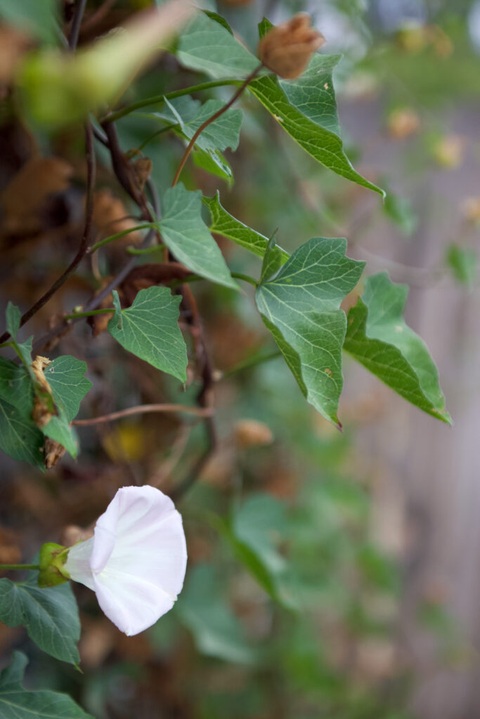 A close up of a very soft purple pink flower, deep and large, surrounded by heart shaped leaves.  A close up of the vine in the previous photo.